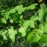 Acer hyrcanum -- Balkan-Ahorn